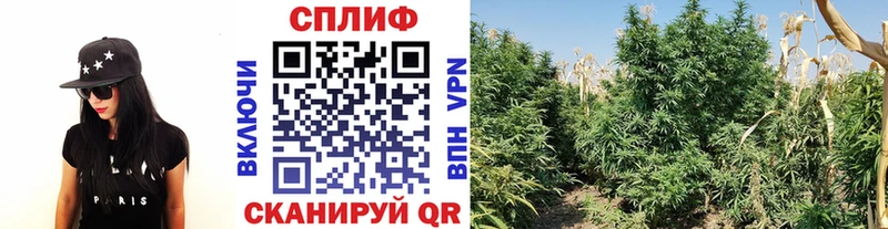 Бошки марихуана сатива Олонец